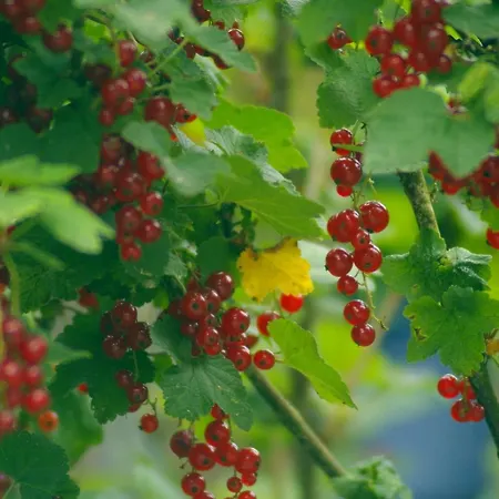 Nyaraló Knus Bakkershuisje