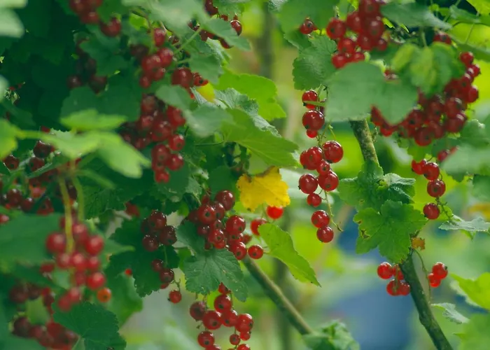 Holiday home Knus Bakkershuisje