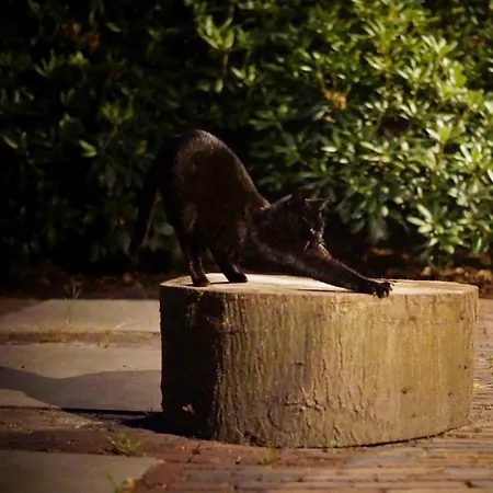 Dom wakacyjny Knus Bakkershuisje